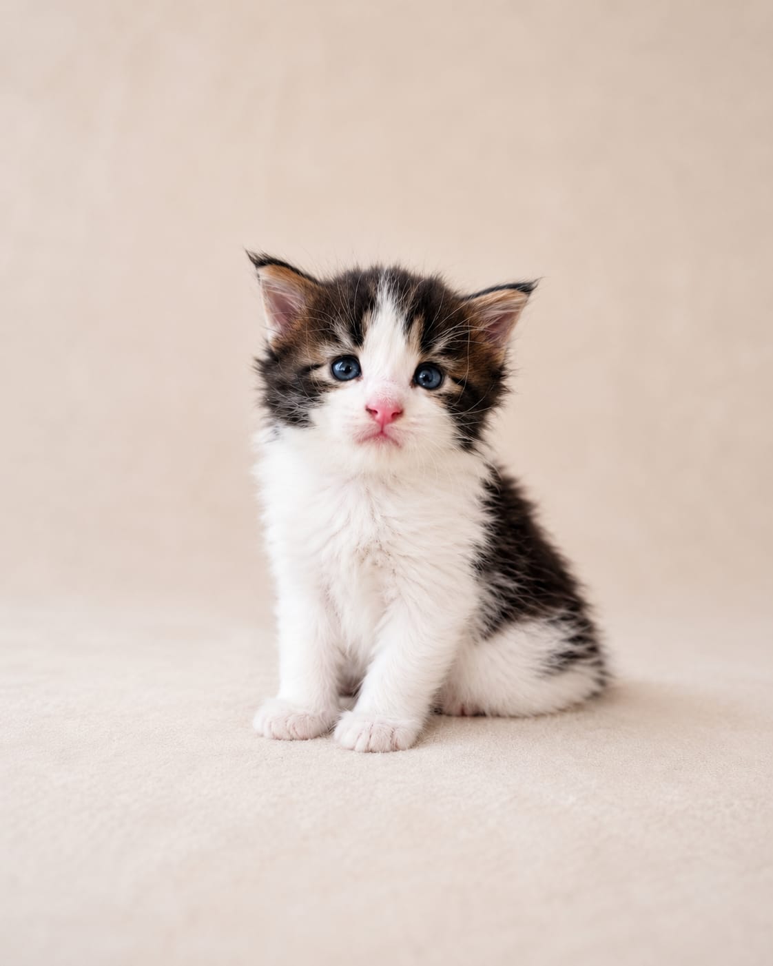 Filhote Maine Coon Shosho, Black tabby com branco
