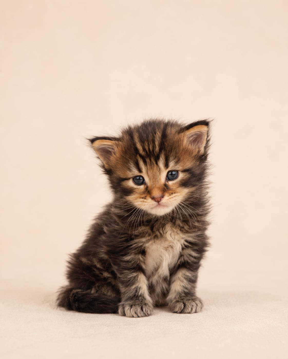 Filhote Maine Coon Oliver, Black mackerel tabby com branco