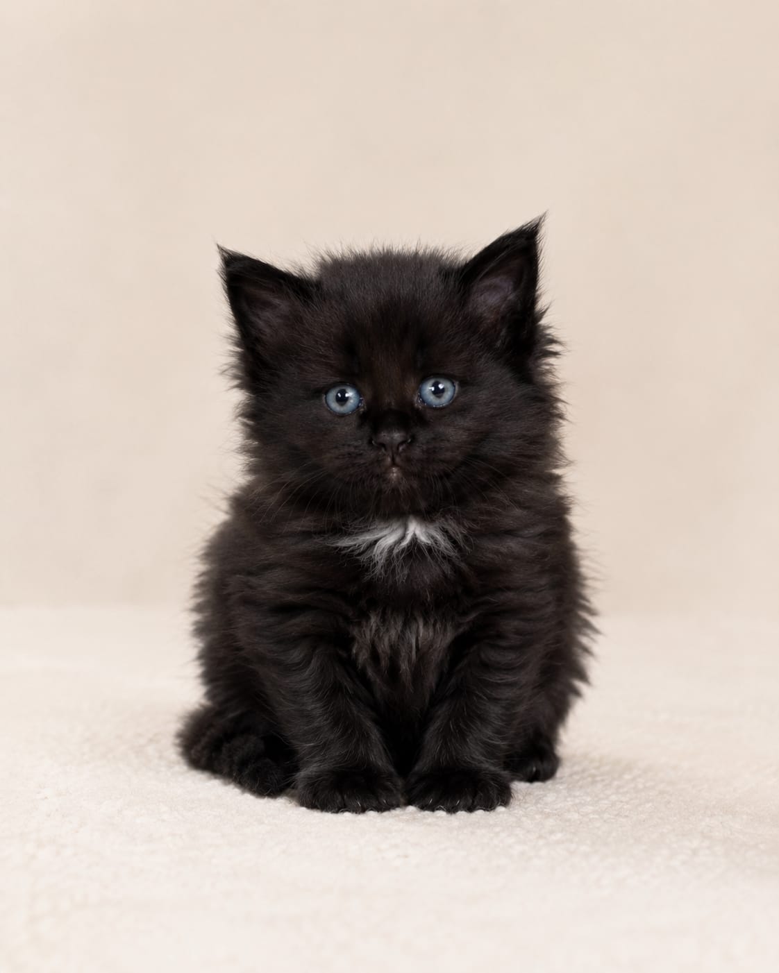 Filhote Maine Coon Pantera, Black smoke com branco